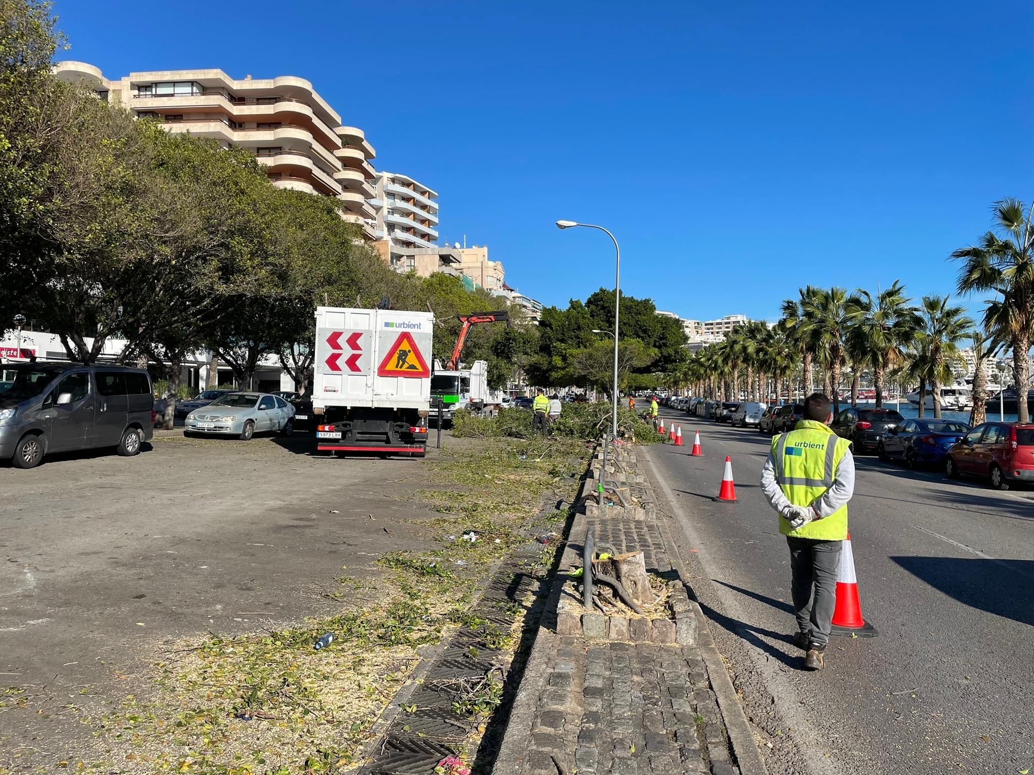 Beginn der Beschneidung und Fällung von Bäumen auf der Promenade in Palma, von denen mehr als 70 umgepflanzt werden sollen